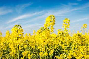 Charming summer landscape with flowers of rape on the background of blue sky.