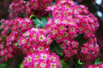 Fototapeta premium Hawthorn inflorescence with delicate pink flowers on a branch with green leaves on a sunny spring day