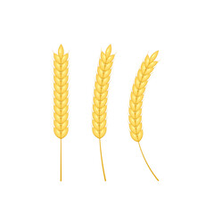 Wheat vector on white background. Rice vector.
