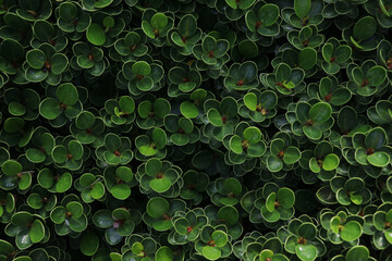 Boxwood beauty, Natal plum green leaves and beautiful shape in nature design decorate in the garden - obrazy, fototapety, plakaty