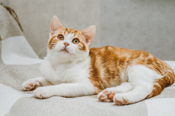 Fototapeta na wymiar Portrait of a beautiful ginger cat close up