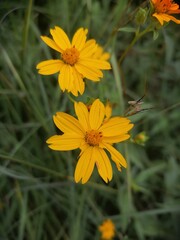 yellow flowers in the wild