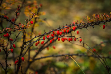 Barberry bush with red ripe berry in the autumn forest. Selective focus. Shallow depth of field.
