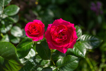 Blossom pink rose flower macro photography on a sunny summer day. Garden rose with pink petals close-up photo in the summertime. Tender rosa floral background.	