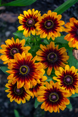 Fototapeta na wymiar Multicolored rudbeckia flowers on a sunny summer day macro photography. Blooming garden black-eyed susan flower with yellow-brown petals close-up photo in summer.