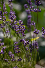 Purple little lavender flowers in summer macro photography. Violet lavender field close up photo on a sunny summer day. Lavandula floral background.