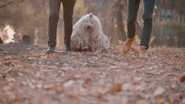 Hungarian Shepherd dog walks with owners. Curly-haired Puli dog walks through fallen leaves. Front view.