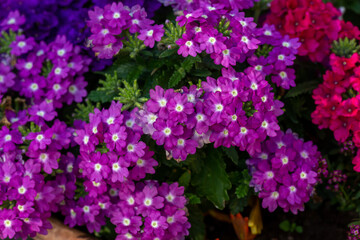 Blooming purple verbena flowers on a sunny day close-up photo. Garden flowers of violet vervain flowers in sunlight in springtime. A glade of lilac wildflowers in the sunset light in the summer.