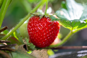 Red strawberry on a summer sunny day macro photography. Ripe red berry of garden strawberry closeup photo in summertime.