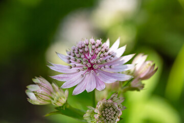 Blossom lilac astrantia flower on a green background close-up photo in summertime. Garden flower with pink petals macro photography in a sunny summer day.	
