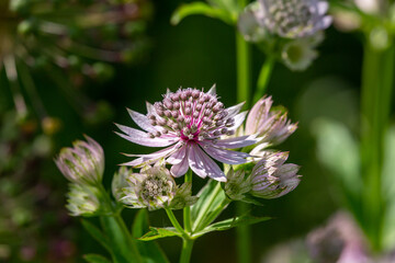 Blossom lilac astrantia flower on a green background close-up photo in summertime. Garden flower with pink petals macro photography in a sunny summer day.	
