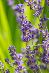 Purple little lavender flowers in summer macro photography. Violet lavender field close up photo on a sunny summer day. Lavandula floral background.