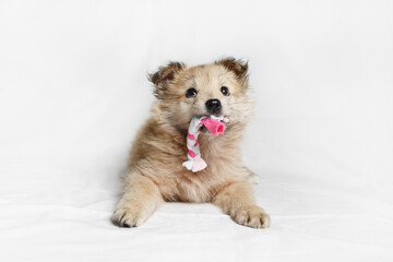 Puppy dog with toy on white cloth background.
