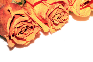 Yellow Pink Dead Dried Roses and Petals of the Flower on a White Background