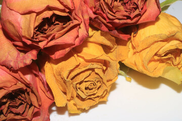 Yellow Pink Dead Dried Roses and Petals of the Flower on a White Background