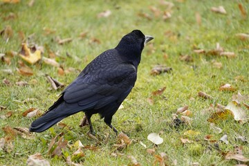 The rook (Corvus frugilegus) is a member of the Corvidae in the passerine order of birds. As a winter guest from Russia in Hanover from October to the end of March.