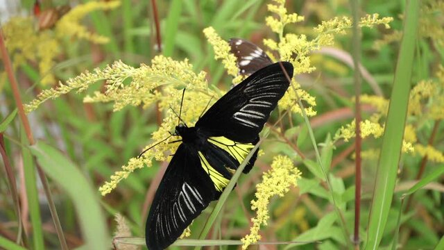 Diurnal butterfly from the genus Troides