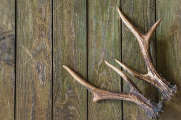 Beautiful deer antlers on rustic wooden planks, copy space;