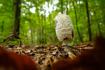 Shaggy ink cap (Coprinus comatus) mushroom in a forest