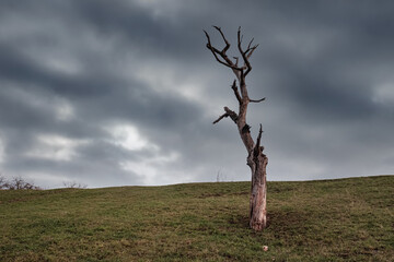 Old dead tree with grey clouds in the sky