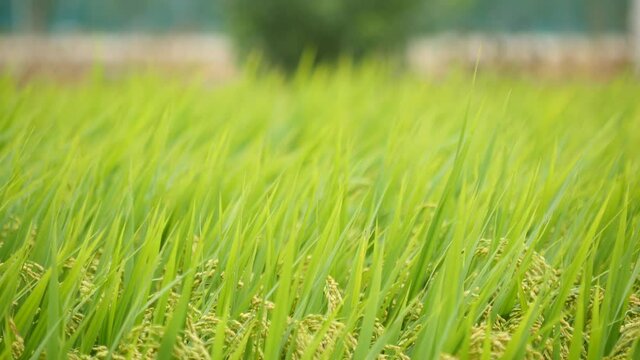 Plentiful rice paddy field in a wind background