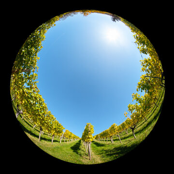 Vineyard in autumn with fish-eye lens