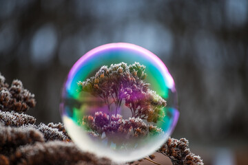 Seifenblase auf Winterblume