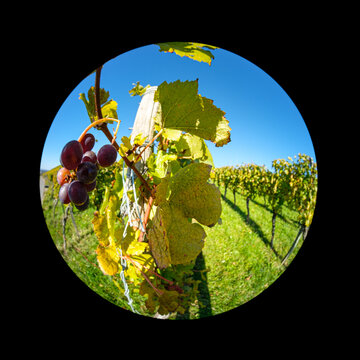 Ripe red grapes in a vineyard fish-eye lens