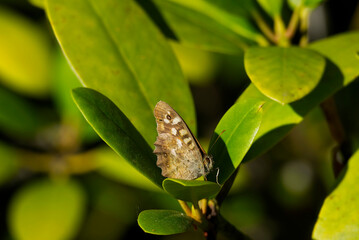 Speckled Wood Butterfly (Pararge aegeria) with closed wings perched on green leaf in Zurich, Switzerland