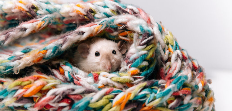 cute mouse on a light background 