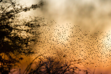 A huge swarm of star birds flying in the evening sky during a dramatic sunset.