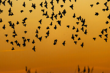 A huge swarm of star birds flying in the evening sky during a dramatic sunset.