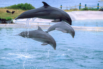 Dolphins 