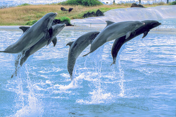 Dolphins 