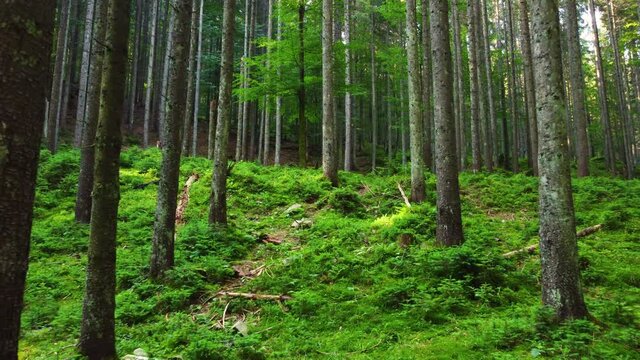 Magical forest in the morning time. Walking through Coniferous forest with Powerful trees, Untouched pure nature, the concept of purity. Smooth movement between branches, Gimbal shot