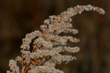 frost covered branches