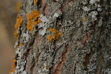 bark of a tree