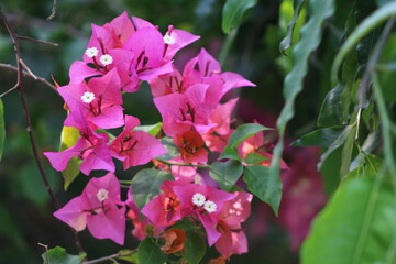 Close up view of bougainvillea purple flower