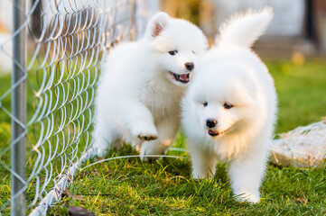 Funny fluffy white Samoyed puppies dogs are playing
