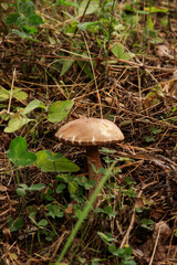 natural background one mushroom grows in the forest