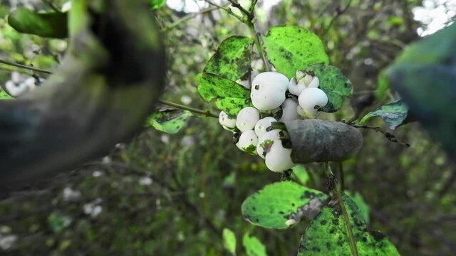 White berries snowberry hang on a tree and sway in the wind. Green leaves hang on the background