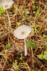 natural background one mushroom grows in the forest