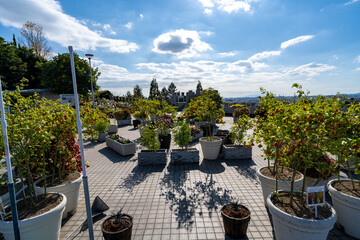 手柄山中央公園