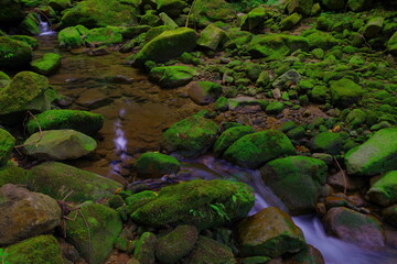 苔の生えるところ
