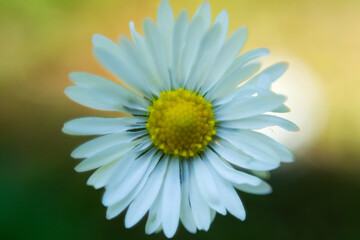 Obraz premium daisy flower closeup