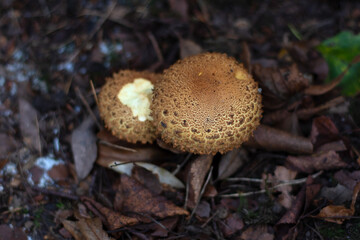mushroom in the forest