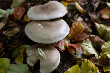 Clouded Funnel Mushroom