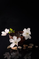Beautiful white flowers in ceramic ware and space for text on a black background