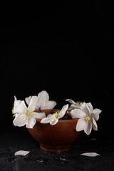 Obraz na płótnie Canvas Beautiful white flowers in ceramic ware and space for text on a black background