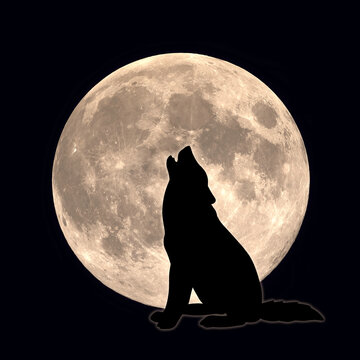 A dog or a wolf howls at the moon. The vector emblem of a predatory animal. A mammal in the wild